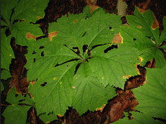 Rodgersia podophylla