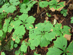Rodgersia podophylla