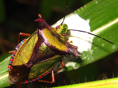 Pentatoma parametallifera