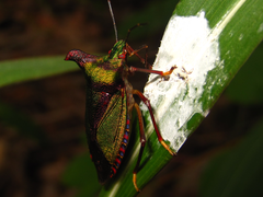 Pentatoma parametallifera