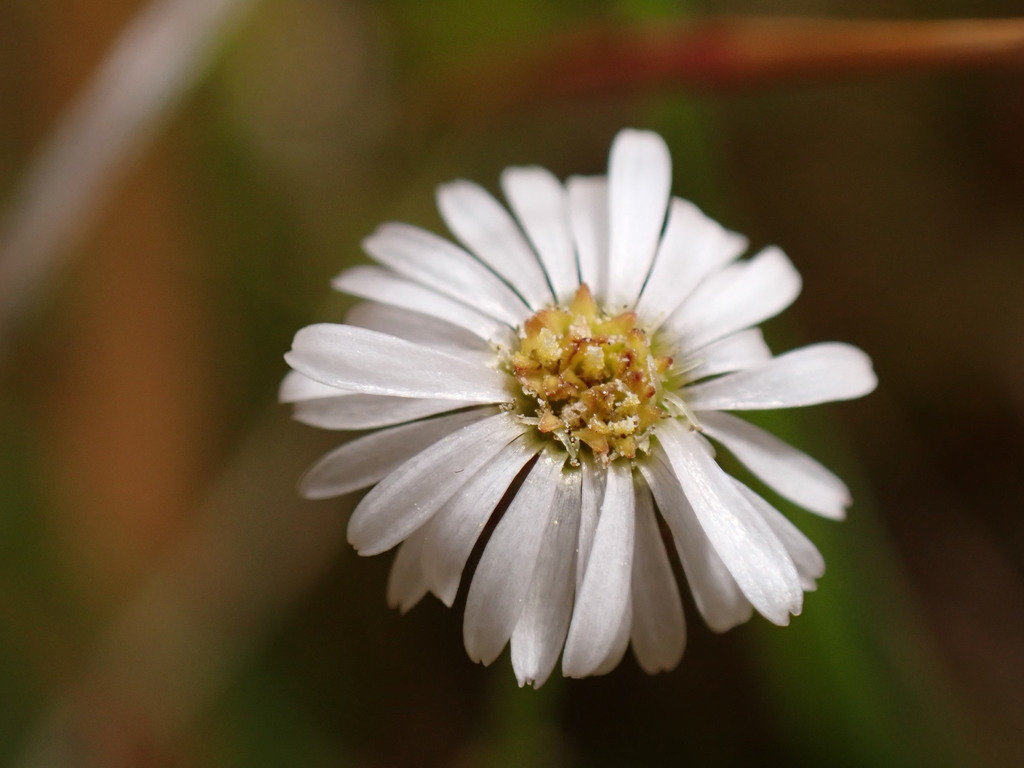 Lagenophora barkeri