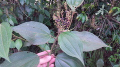 Miconia desmantha