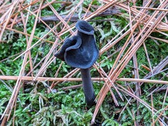 Helvella atra