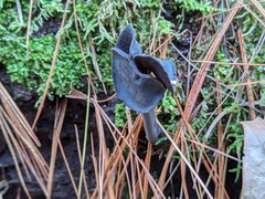 Helvella atra