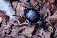 Scaphinotus punctatus