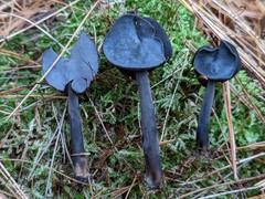 Helvella atra