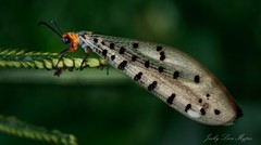Myrmeleon erythrocephalus