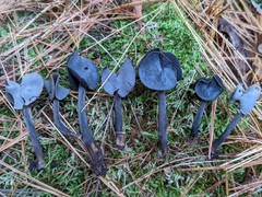 Helvella atra
