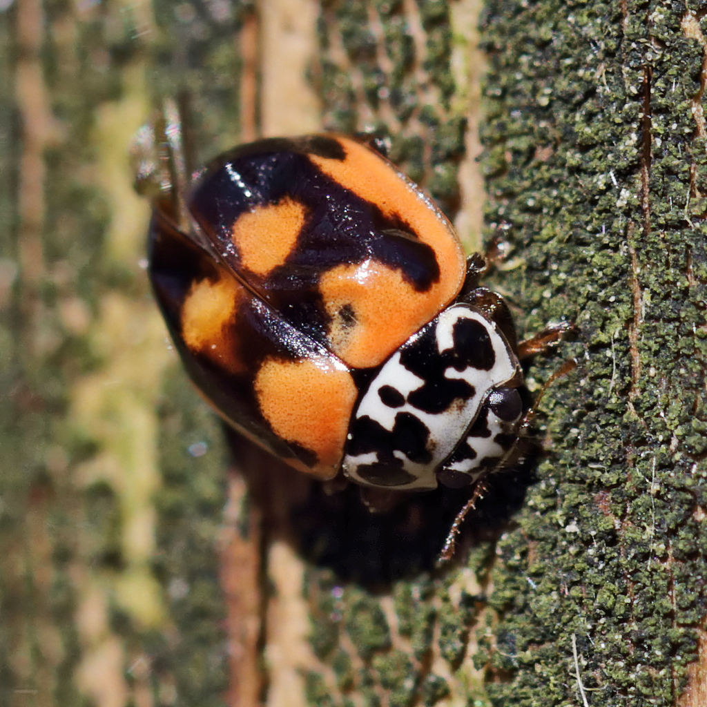 Painted Lady Beetle