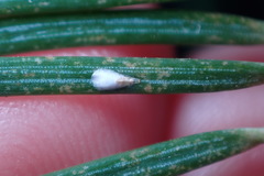 Chionaspis pinifoliae