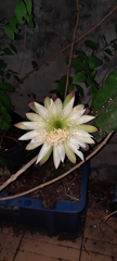 Cereus
