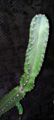 Cereus