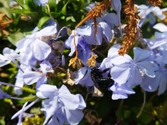 Xylocopa splendidula