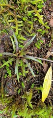 Anoplophytum