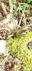Anoplophytum