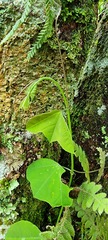 Passiflora porophylla