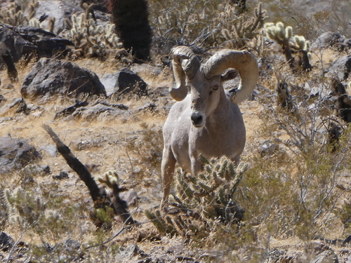 iNaturalist observation photo of Desert Bighorn Sheep