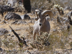 Ovis canadensis nelsoni
