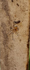 Theridion