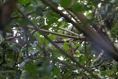 Boissonneaua flavescens