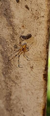 Theridion