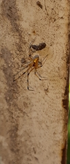 Theridion