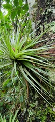 Anoplophytum