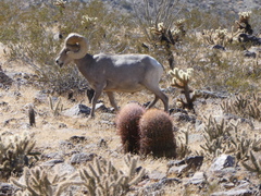 Ovis canadensis nelsoni