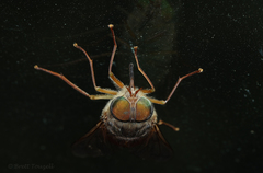 Scaptia testacea