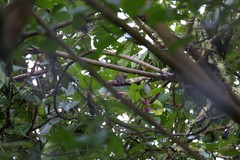 Boissonneaua flavescens