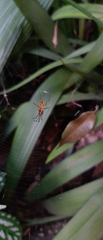 Leucauge