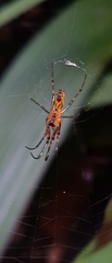Leucauge