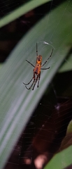Leucauge