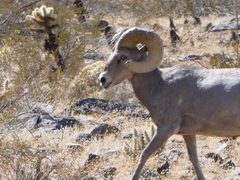 Ovis canadensis nelsoni