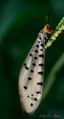 Myrmeleon erythrocephalus