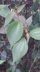 Miconia desmantha