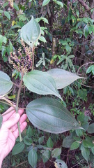 Miconia desmantha