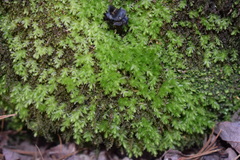 Aulacomnium androgynum