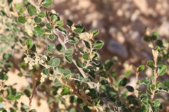 Pomaderris paniculosa paniculosa