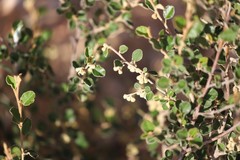 Pomaderris paniculosa paniculosa