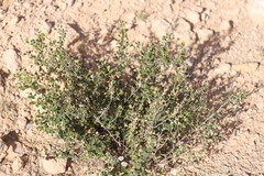 Pomaderris paniculosa paniculosa