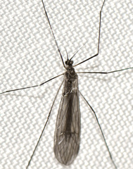 Trichocera garretti