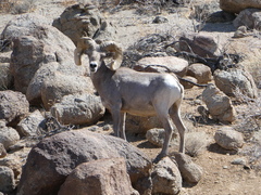 Ovis canadensis nelsoni