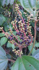 Miconia desmantha