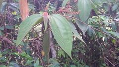 Miconia desmantha