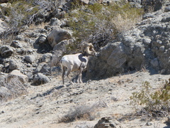 Ovis canadensis nelsoni
