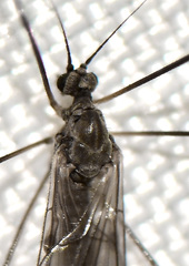 Trichocera garretti