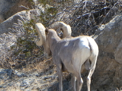 Ovis canadensis nelsoni