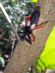 Calliclopius nigripes