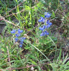 Lupinus subcarnosus